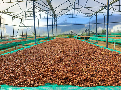 Vietnam: Zanya Pink Honey